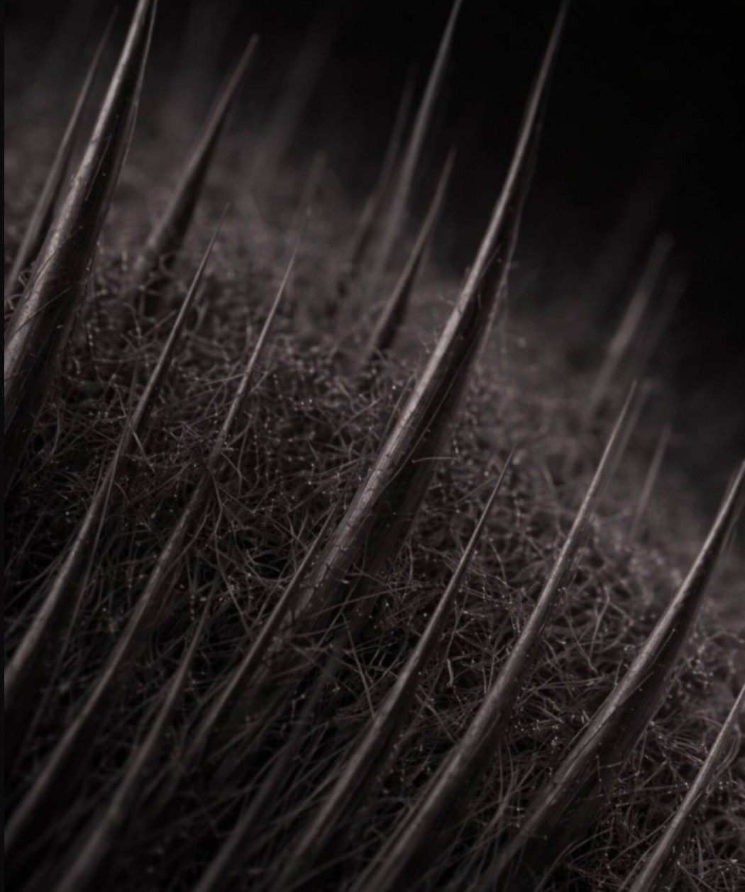 Close-up view of keratin fibers attached to hair